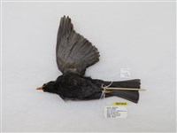 藏品(紅嘴黑鵯)的圖片